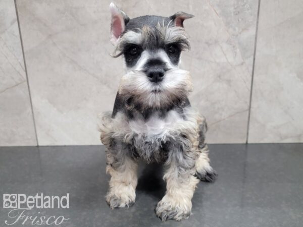 Miniature Schnauzer-DOG-Male-SALT PEPPER-27751-Petland Frisco & Mckinney, Texas