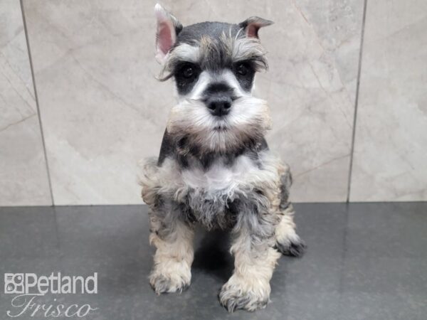 Miniature Schnauzer-DOG-Male-SALT PEPPER-27751-Petland Frisco, Texas