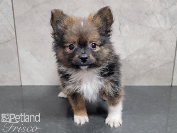 Pomeranian-DOG-Male-Sable-27750-Petland Frisco & Mckinney, Texas