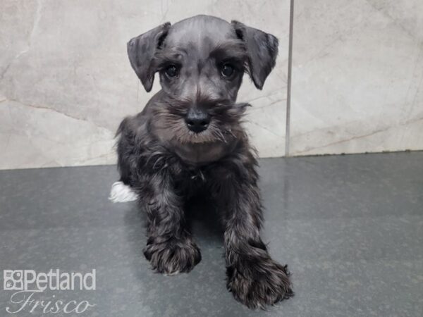 Miniature Schnauzer-DOG-Male-BLK WHITE-27748-Petland Frisco, Texas