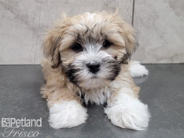 Lhasa Apso-DOG-Male-BROWN WH-27746-Petland Frisco & Mckinney, Texas