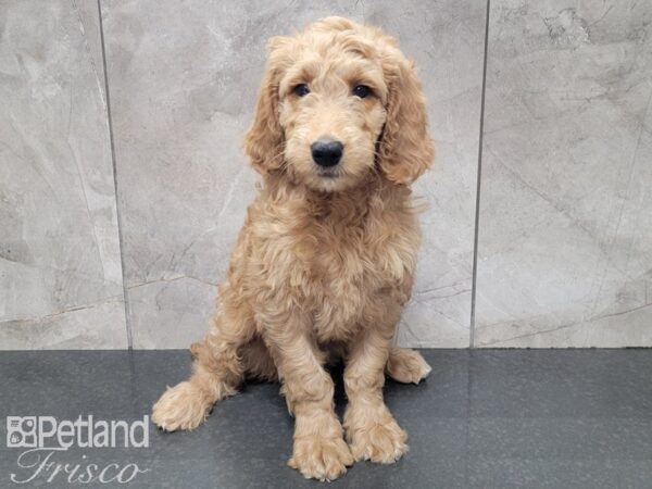 F1 Standard Goldendoodle DOG Female Golden 27742 Petland Frisco, Texas