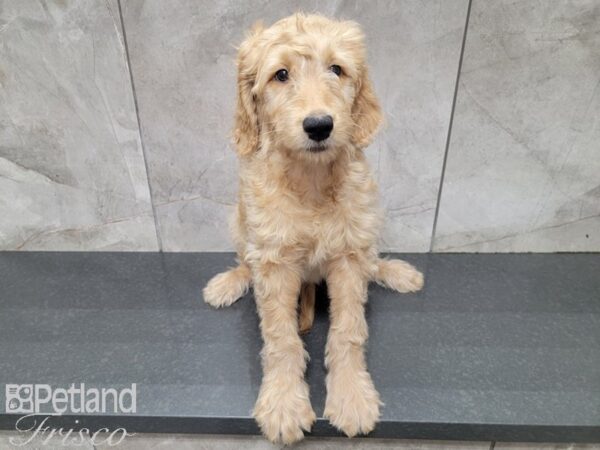 F1 Standard Goldendoodle-DOG-Male-Golden-27741-Petland Frisco, Texas