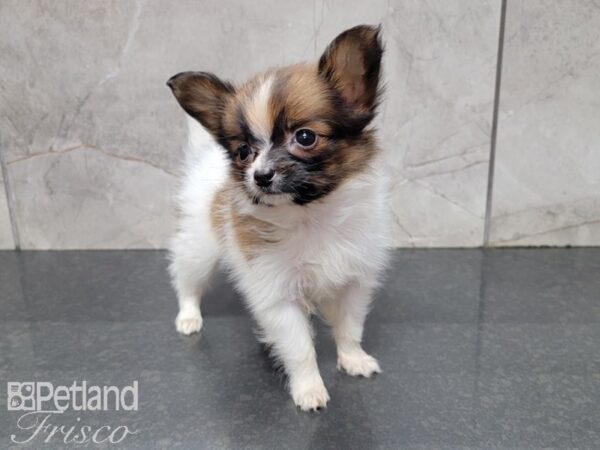 Papillon DOG Female Brown and White 27740 Petland Frisco, Texas