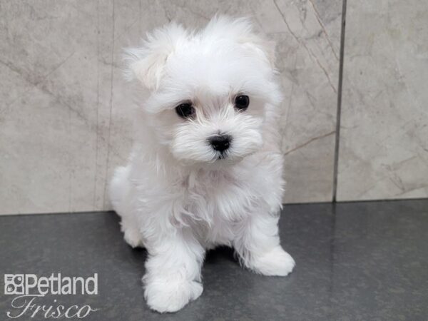 Maltese DOG Female White 27739 Petland Frisco & Mckinney, Texas