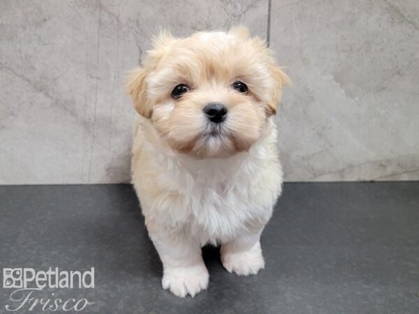 Maltipeke DOG Female CREAM 27738 Petland Frisco, Texas