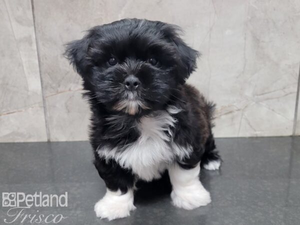 Maltipeke DOG Male Black &  White 27737 Petland Frisco, Texas