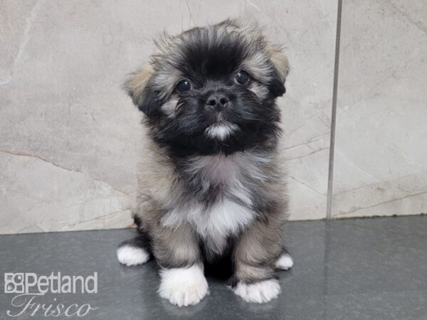 Maltipeke DOG Male Sable 27736 Petland Frisco, Texas