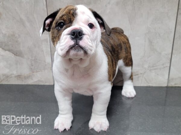 English Bulldog-DOG-Female-BRINDLE WH-27764-Petland Frisco & Mckinney, Texas