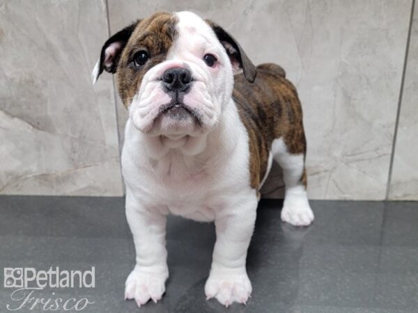 English Bulldog-DOG-Female-BRINDLE WH-27764-Petland Frisco, Texas