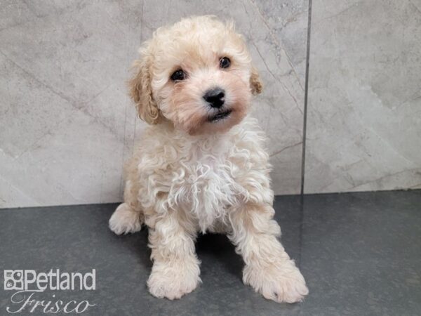 Bichon Poo DOG Male RED 27762 Petland Frisco, Texas