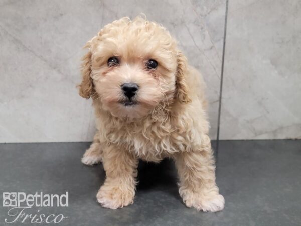 Bichon Poo DOG Male RED 27761 Petland Frisco, Texas