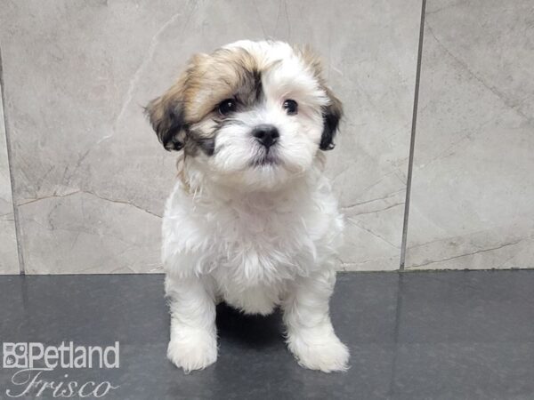 Cava Chon-DOG-Male-BLENHEIM-27759-Petland Frisco, Texas