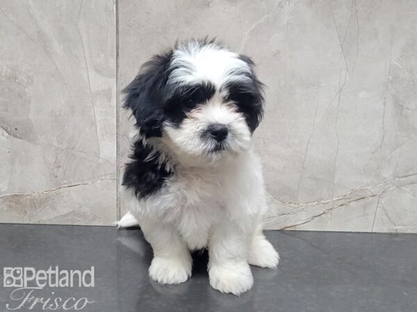 Cava Chon-DOG-Male-BLK WH-27760-Petland Frisco, Texas