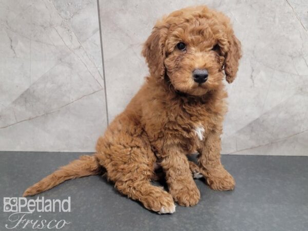 F1B Mini Goldendoodle-DOG-Male-Red-27744-Petland Frisco, Texas