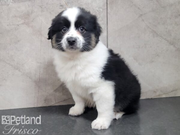 Miniature Australian Shepherd-DOG-Male-BLK TRI-27747-Petland Frisco, Texas