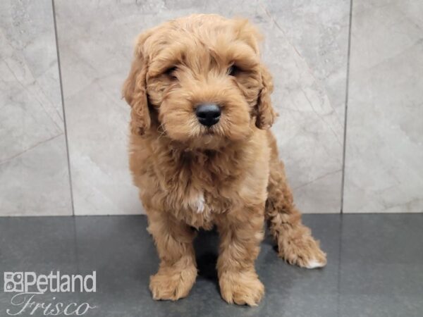 F1B Mini Goldendoodle-DOG-Male-Red-27743-Petland Frisco & Mckinney, Texas