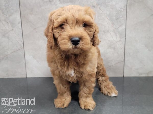 F1B Mini Goldendoodle-DOG-Male-Red-27743-Petland Frisco, Texas