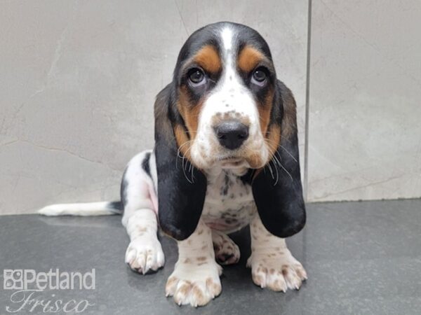 Basset Hound DOG Female TRI 27812 Petland Frisco, Texas