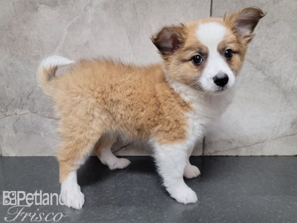 Aussiemo DOG Male SABLE WHITE 27811 Petland Frisco, Texas