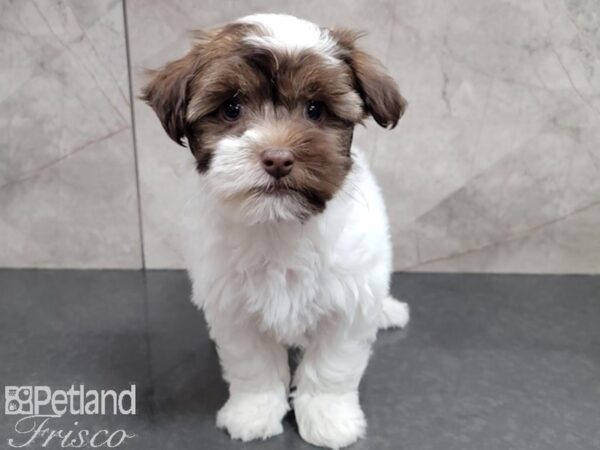 Havanese-DOG-Male-Chocolate wh-27810-Petland Frisco & Mckinney, Texas