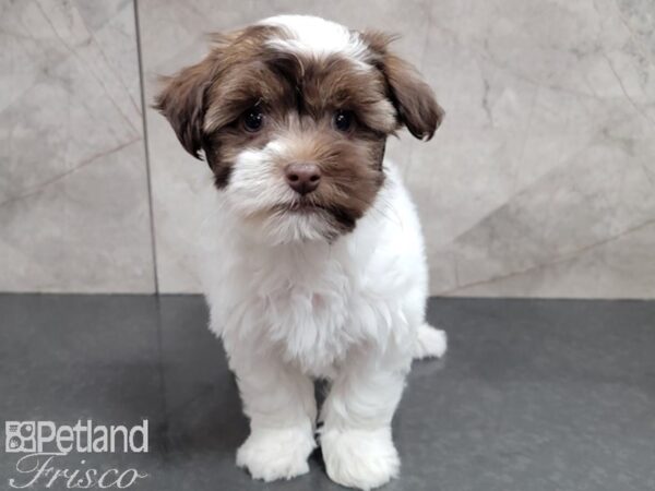 Havanese-DOG-Male-Chocolate wh-27810-Petland Frisco, Texas