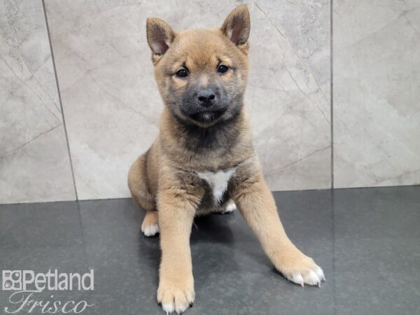 Shiba Inu-DOG-Male-RED-27809-Petland Frisco & Mckinney, Texas