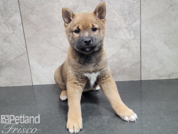 Shiba Inu-DOG-Male-RED-27809-Petland Frisco, Texas