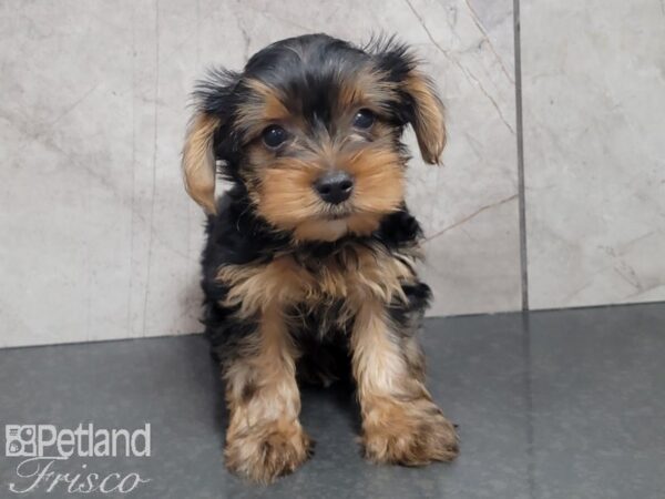 Yorkshire Terrier-DOG-Male-BLK TAN-27807-Petland Frisco & Mckinney, Texas