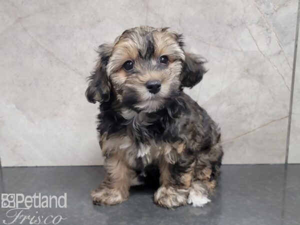 Yorkie Poo DOG Female BRINDLE 27808 Petland Frisco, Texas