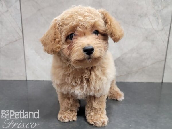 Miniature Poodle-DOG-Female-CREAM WH-27805-Petland Frisco & Mckinney, Texas