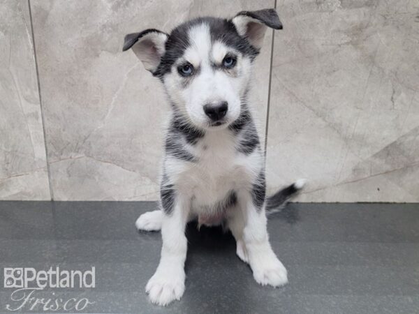 Siberian Husky-DOG-Male-Black & White-27799-Petland Frisco, Texas