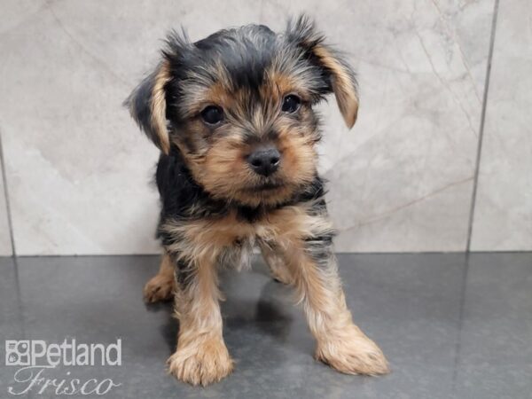 Yorkshire Terrier-DOG-Female-BLK TAN-27806-Petland Frisco & Mckinney, Texas