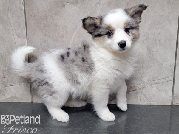 Aussimo DOG Female BROWN WH 27804 Petland Frisco, Texas