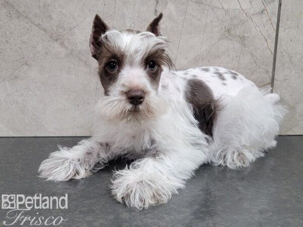 Miniature Schnauzer-DOG-Male-CHOC WH-27802-Petland Frisco & Mckinney, Texas