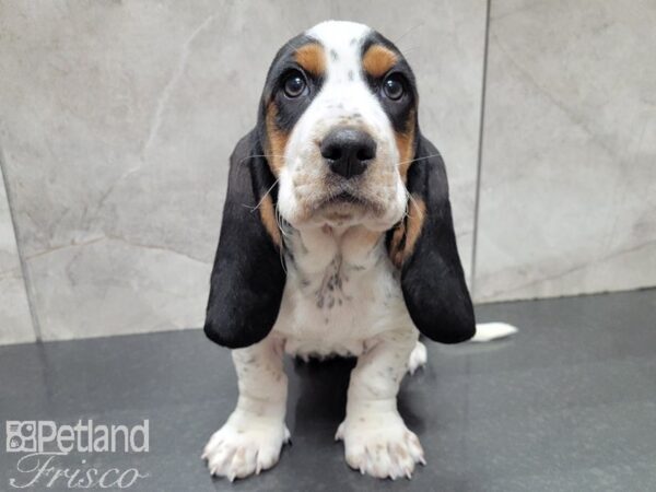 Basset Hound DOG Female TRI 27803 Petland Frisco, Texas