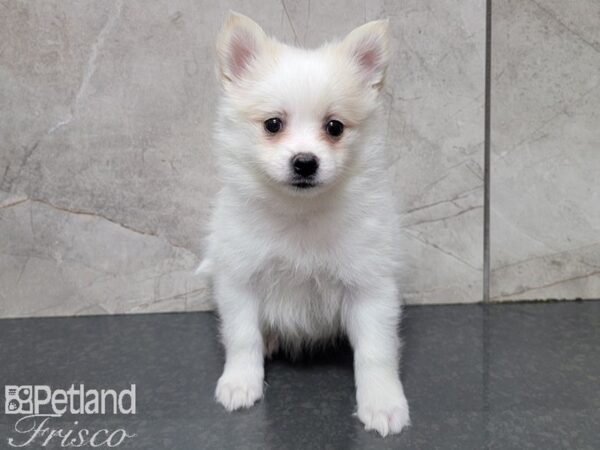 Pomeranian-DOG-Female-cream WHITE-27801-Petland Frisco & Mckinney, Texas