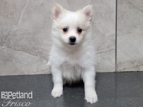 Pomeranian-DOG-Female-cream WHITE-27801-Petland Frisco, Texas