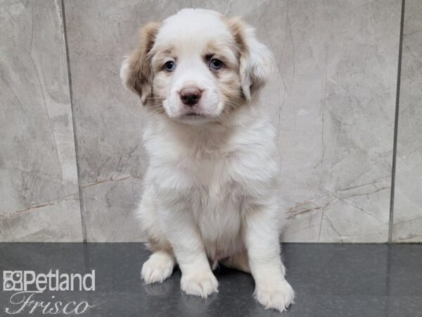 Miniature Australian Shepherd-DOG-Male-RED MERLE-27800-Petland Frisco & Mckinney, Texas