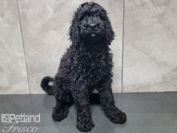 Standard Goldendoodle-DOG-Female-Black-27798-Petland Frisco, Texas