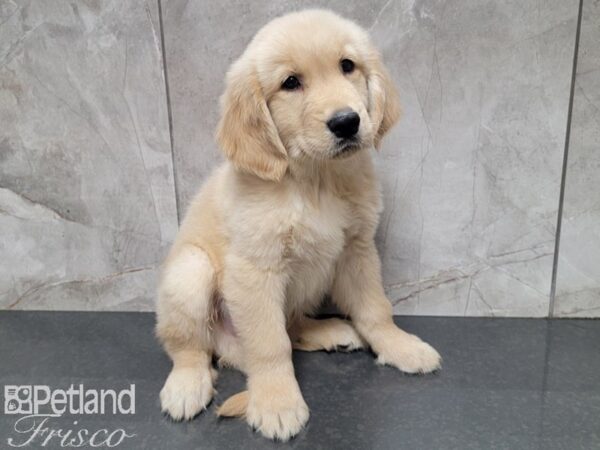Golden Retriever-DOG-Male-Gold-27797-Petland Frisco & Mckinney, Texas