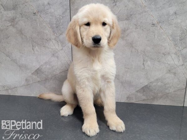 Golden Retriever-DOG-Female-Gold-27796-Petland Frisco & Mckinney, Texas