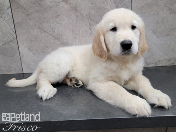 Golden Retriever-DOG-Female-Gold-27795-Petland Frisco & Mckinney, Texas