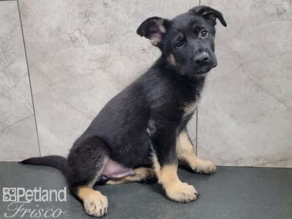 German Shepherd DOG Male Black Tan 27794 Petland Frisco, Texas