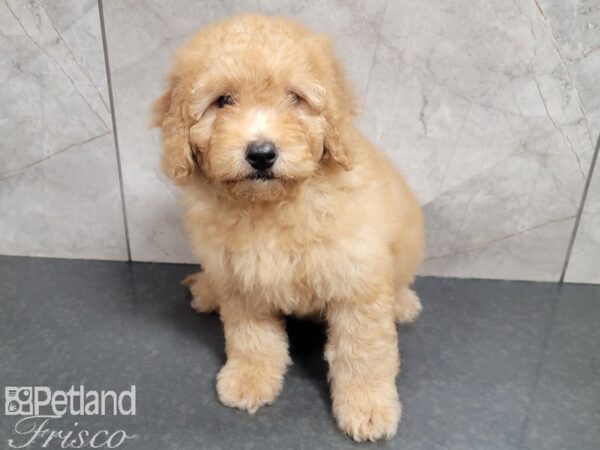 F1B Mini Goldendoodle-DOG-Female-Red-27793-Petland Frisco, Texas