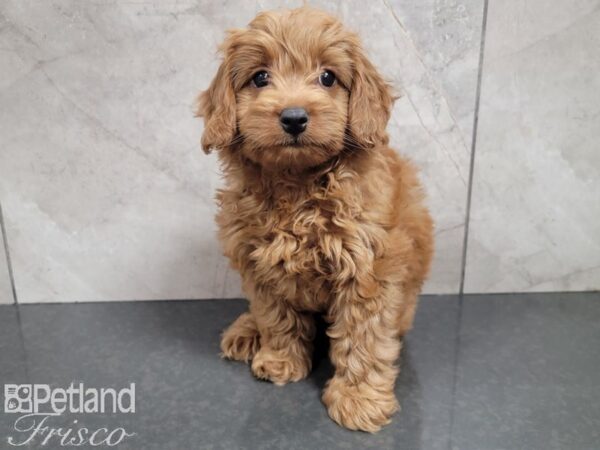 F1B Mini Goldendoodle-DOG-Male-Red-27791-Petland Frisco & Mckinney, Texas