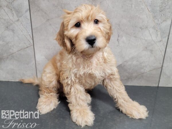 F1B Mini Goldendoodle-DOG-Male-Red-27790-Petland Frisco, Texas