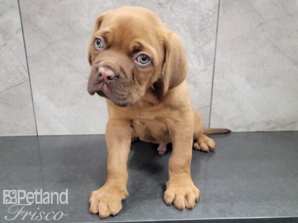 Dogue de Bordeaux DOG Male Red 27789 Petland Frisco, Texas