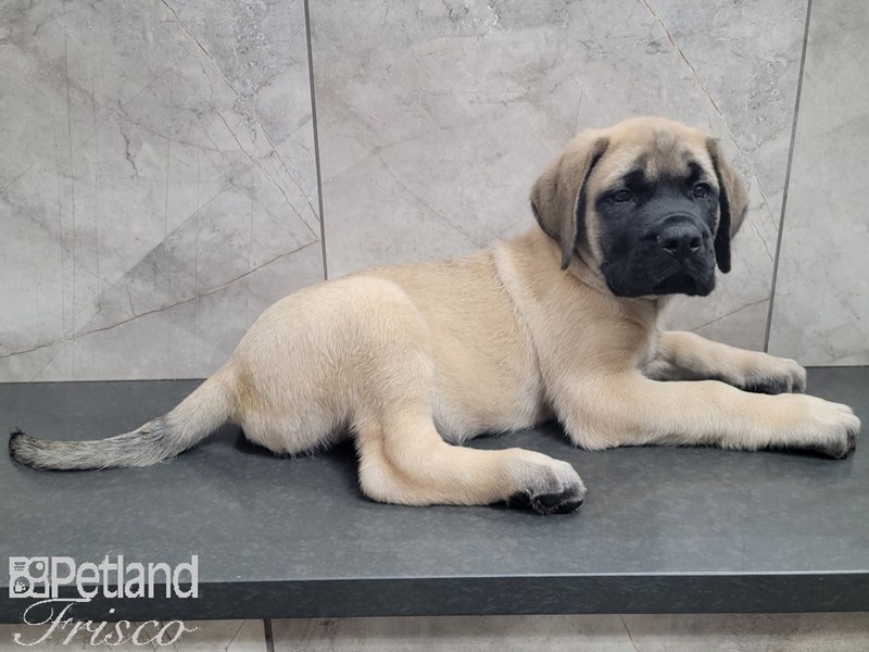 Fawn english sales mastiff puppy