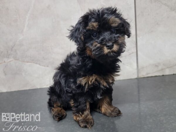 Yorkiepoo-DOG-Male-Black and Tan-27785-Petland Frisco & Mckinney, Texas
